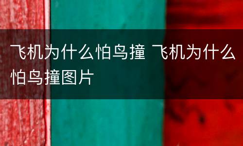 飞机为什么怕鸟撞 飞机为什么怕鸟撞图片