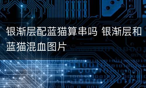 银渐层配蓝猫算串吗 银渐层和蓝猫混血图片