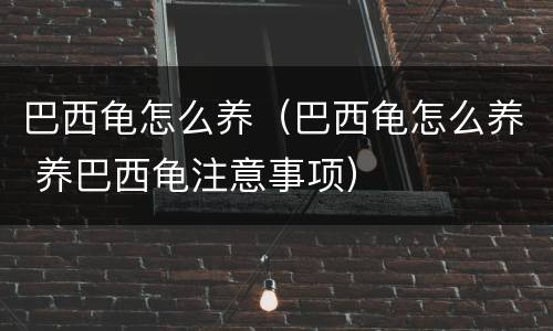 巴西龟怎么养（巴西龟怎么养 养巴西龟注意事项）