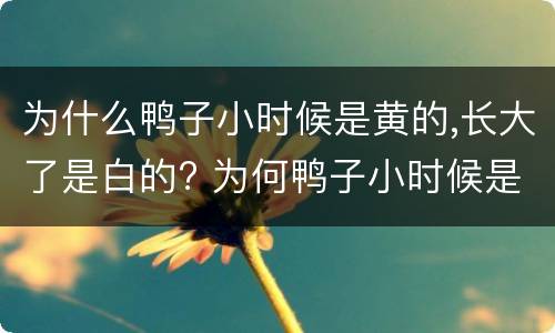 为什么鸭子小时候是黄的,长大了是白的? 为何鸭子小时候是黄的,长大了是白的?