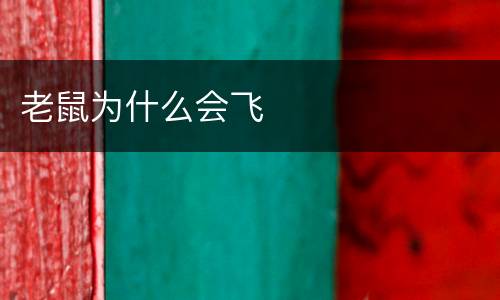 老鼠为什么会飞