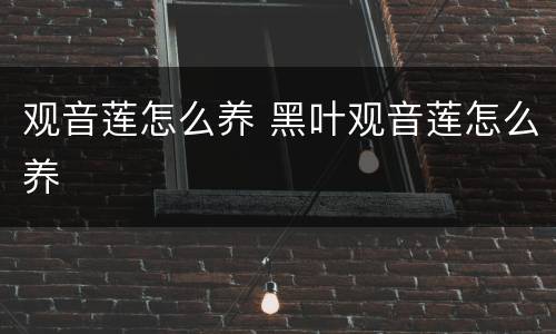 观音莲怎么养 黑叶观音莲怎么养